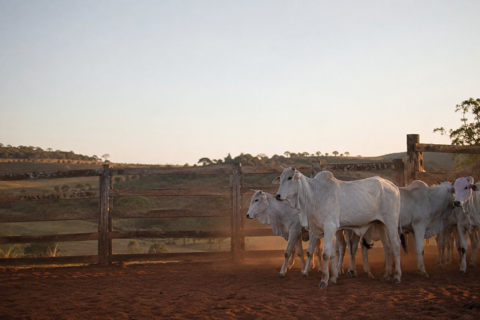 Lote de gado nelore num curral de madeira ao fim da tarde